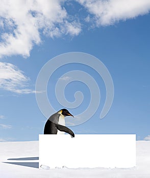 Penguin with blank sign