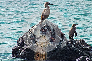 Penguin, blue-footed booby bird and black grabs on lava rock in the ocean