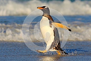 Penguin in the blue waves. Gentoo penguin, water bird jumps out of the blue water while swimming through the ocean in Falkland Isl