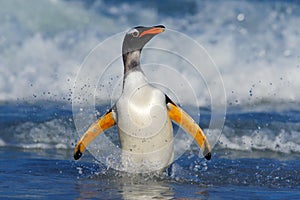 Penguin in the blue waves. Gentoo penguin, water bird jumps out of the blue water while swimming through the ocean in Falkland Isl