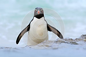 Penguin in the blue waves. Rockhopper penguin, water bird jumps out of the blue water while swimming through the ocean in Falkland