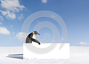 Penguin with Board