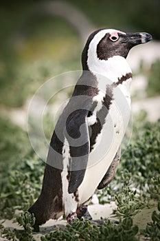 Penguin at Boulders Beach