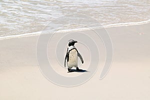 Penguin at Boulders Beach, outside of Cape Town, South Africa