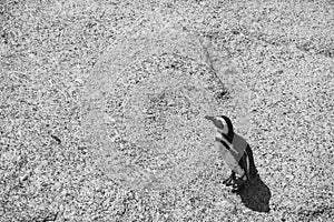Penguin at Boulders Beach in Simonstown in black and white