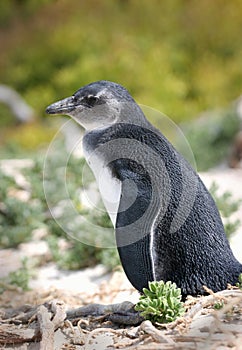 Penguin at Boulders Beach South Africa