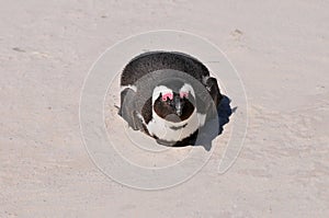 Penguin - Boulders Beach - South Africa