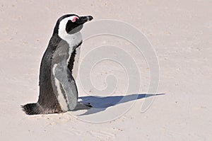 Penguin - Boulders Beach - South Africa