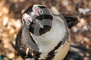 Penguin - Boulders Beach - South Africa