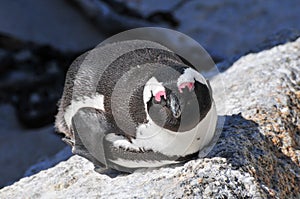 Penguin - Boulders Beach - South Africa