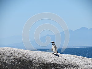 Penguin Boulders Beach South Africa