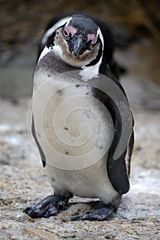 Penguin in Capetown photo