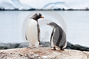 Penguin and chick