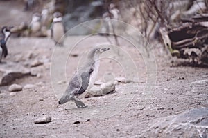 Penguin chick on sand walking towards his home