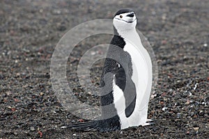 Penguin - chinstrap - Pygoscelis antarctica on Deception Island, Antarctica