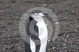 Penguin - chinstrap - Pygoscelis antarctica on Deception Island, Antarctica