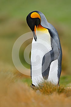 Penguin cleaning plumage. King penguin, Aptenodytes patagonicus sitting in grass with tilted head, Falkland Islands. Bird with blu