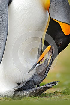 Penguin cleaning plumage. King penguin, Aptenodytes patagonicus sitting in grass with tilted head, Falkland Islands. Bird with blu