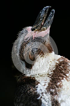 Penguin close-up