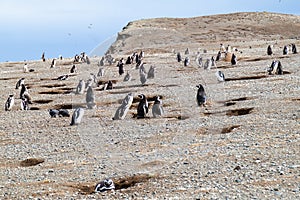 Penguin colony