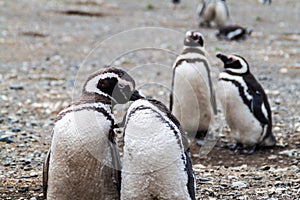 Penguin colony