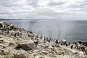 PENGUIN COLONY