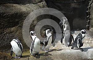 Penguin Colony