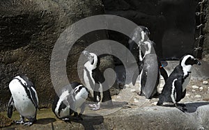 Penguin Colony