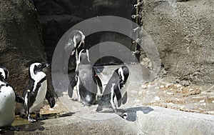 Penguin Colony