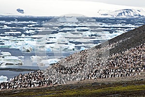 Penguin colony in Antarctica. Adelie penguins on Paulet Island.