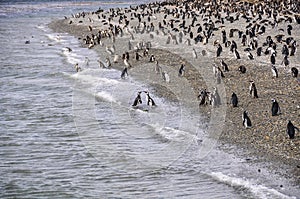 Penguin Colony, Beagle Channel, Ushuaia, Argentina