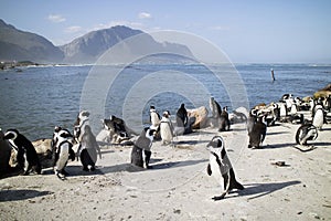 Penguin colony at Betty's Bay South Africa
