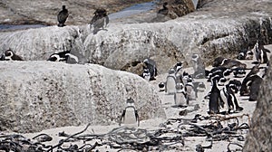 Penguin colony blackfooted in South Africa boulders beach natural habitat tourist attraction