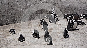 Penguin colony blackfooted in South Africa boulders beach natural habitat tourist attraction