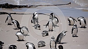 Penguin colony blackfooted in South Africa boulders beach natural habitat tourist attraction