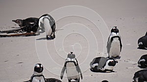 Penguin colony blackfooted in South Africa boulders beach natural habitat tourist attraction