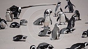 Penguin colony blackfooted in South Africa boulders beach natural habitat tourist attraction