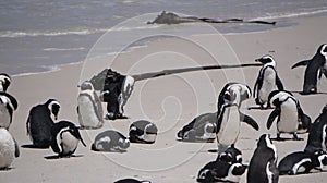 Penguin colony blackfooted in South Africa boulders beach natural habitat tourist attraction