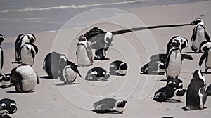 Penguin colony blackfooted in South Africa boulders beach natural habitat tourist attraction