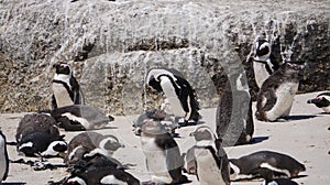 Penguin colony blackfooted in South Africa boulders beach natural habitat tourist attraction