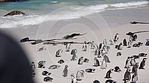 Penguin colony blackfooted in South Africa boulders beach natural habitat tourist attraction