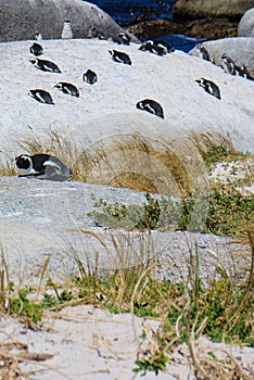 Penguin colony at Boulders Beach, Simon`s Town, South Africa