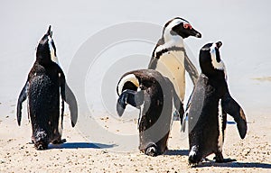 Penguin colony at False Bay in Simons Town photo