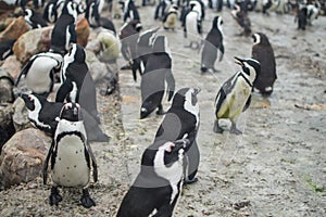 Penguin Colony in Hermanus, Garden Route, South Africa