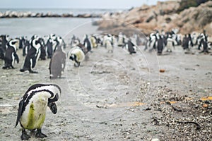 Penguin Colony in Hermanus, Garden Route, South Africa