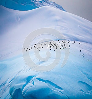 Penguin colony out of harms way, high up on snow covered mountain photo