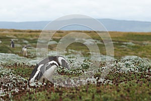 Penguin Colony at Punta Arenas