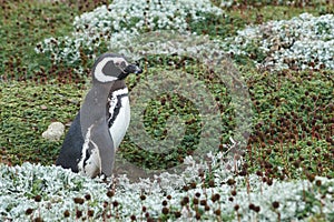 Penguin Colony at Punta Arenas