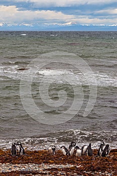 Penguin Colony at Punta Arenas