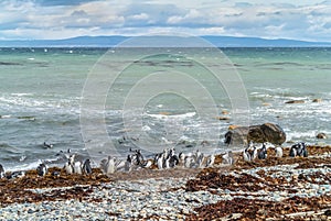 Penguin Colony at Punta Arenas photo